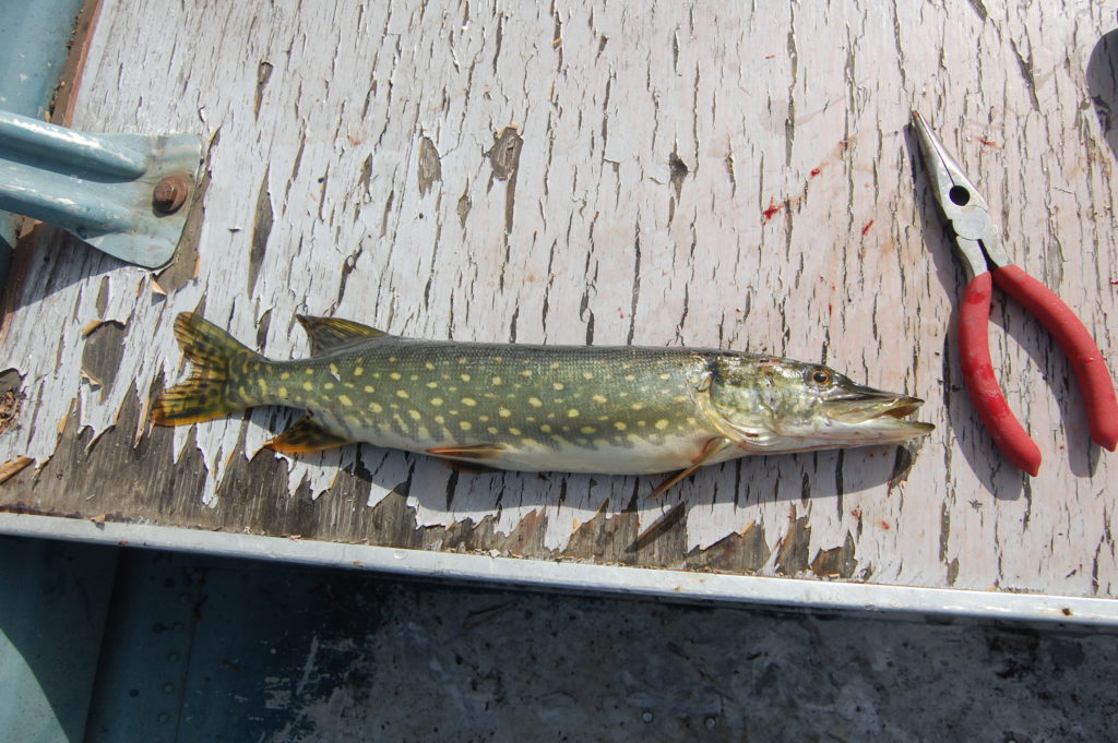Small Pike Fish from Shell Lake Alaska